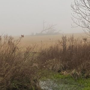 Meet your Posher, Bailey